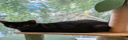 Mixed Breed cats for adoption: Female Rescue Cat for Indoor Only Adoption - Advert 3