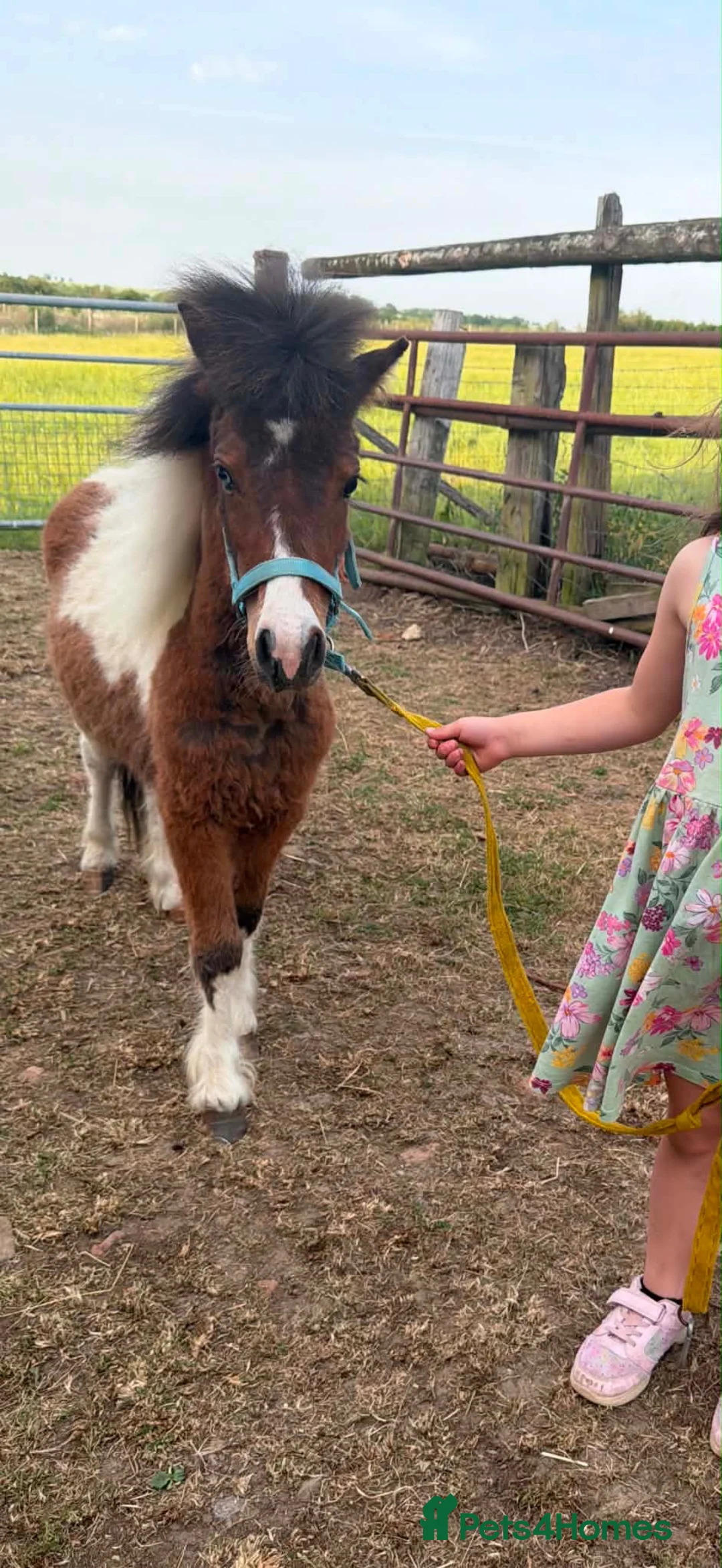 Welsh Section D horses for sale: Shetland x miniature horse colt  - Advert 7