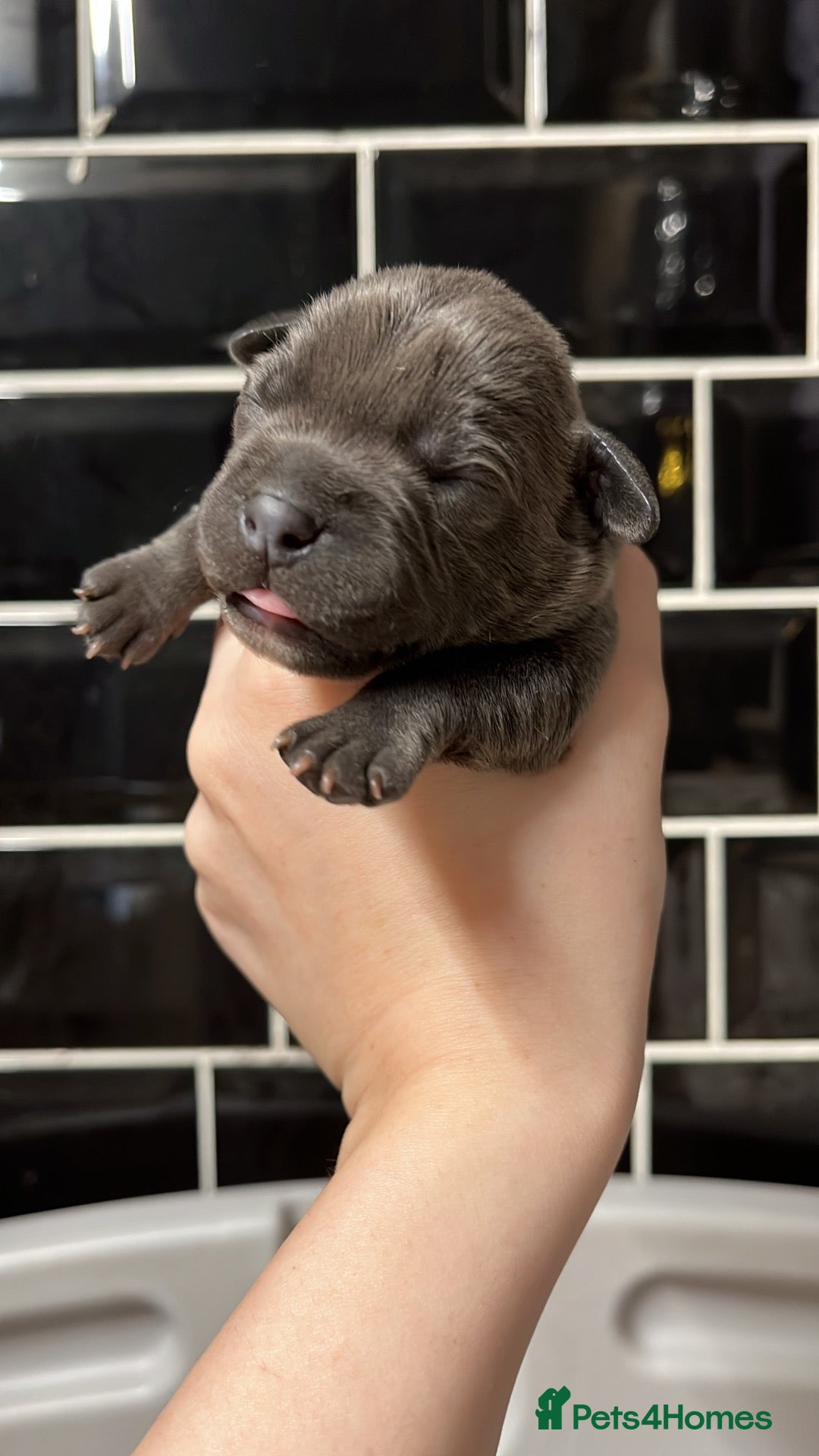 Staffordshire Bull Terrier dogs 10 gorgeous blue staffy puppies  - Advert 11