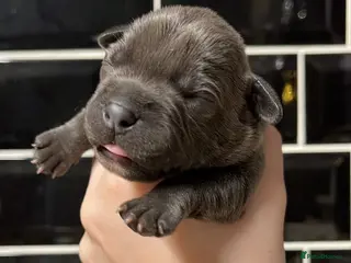 Staffordshire Bull Terrier dogs 10 gorgeous blue staffy puppies - Advert 5