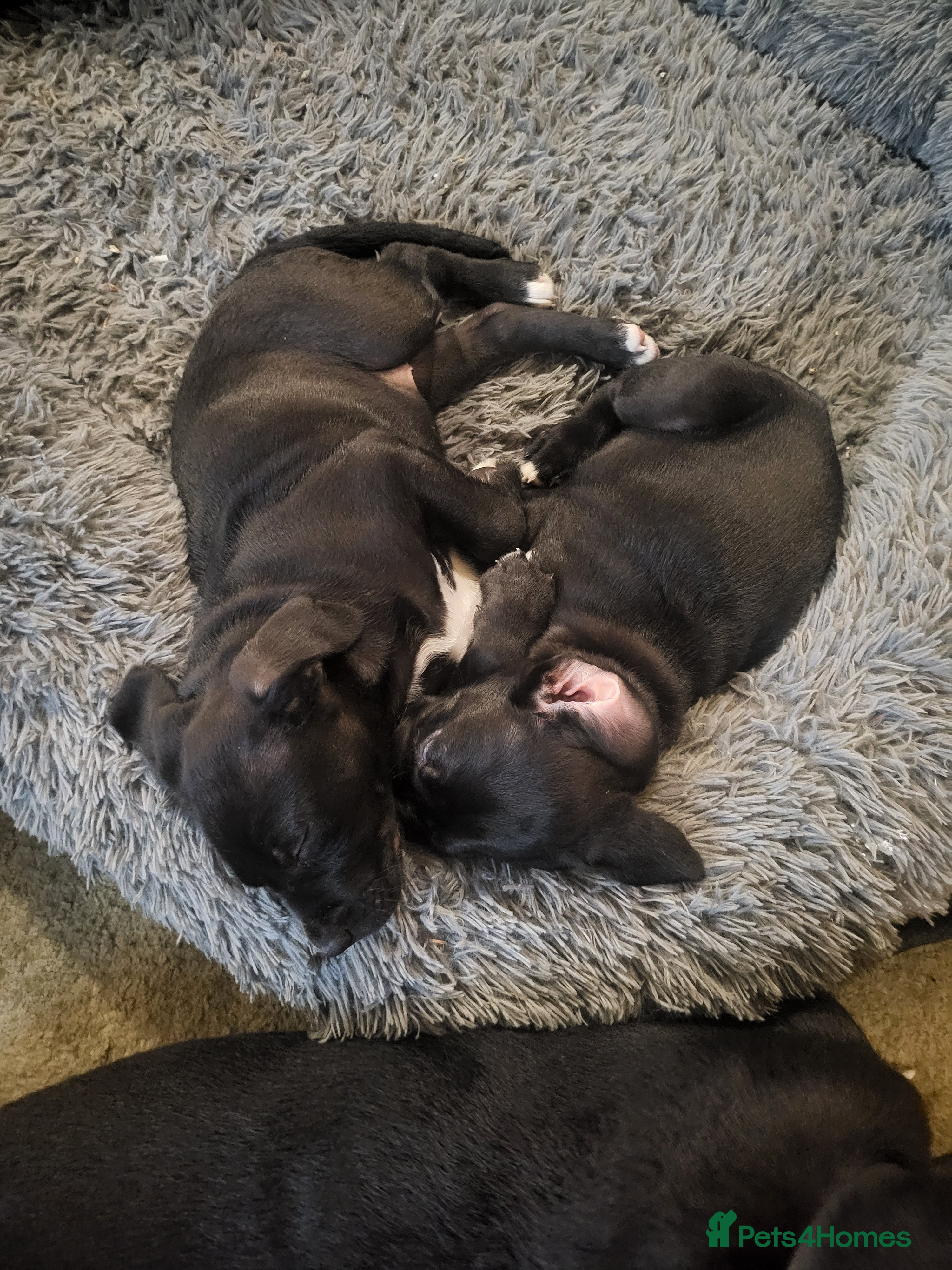 Mixed Breed dogs Cane Corso X Newfoundland/Labrador Puppies - Advert 3