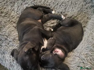 Mixed Breed dogs Cane Corso X Newfoundland/Labrador Puppies - Advert 3