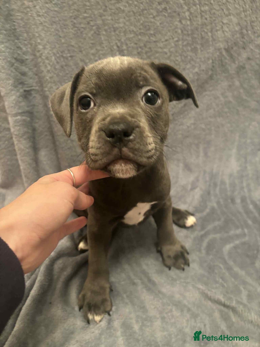 Staffordshire Bull Terrier dogs for sale: Blue staffs ready to go adorable pups - Image 5