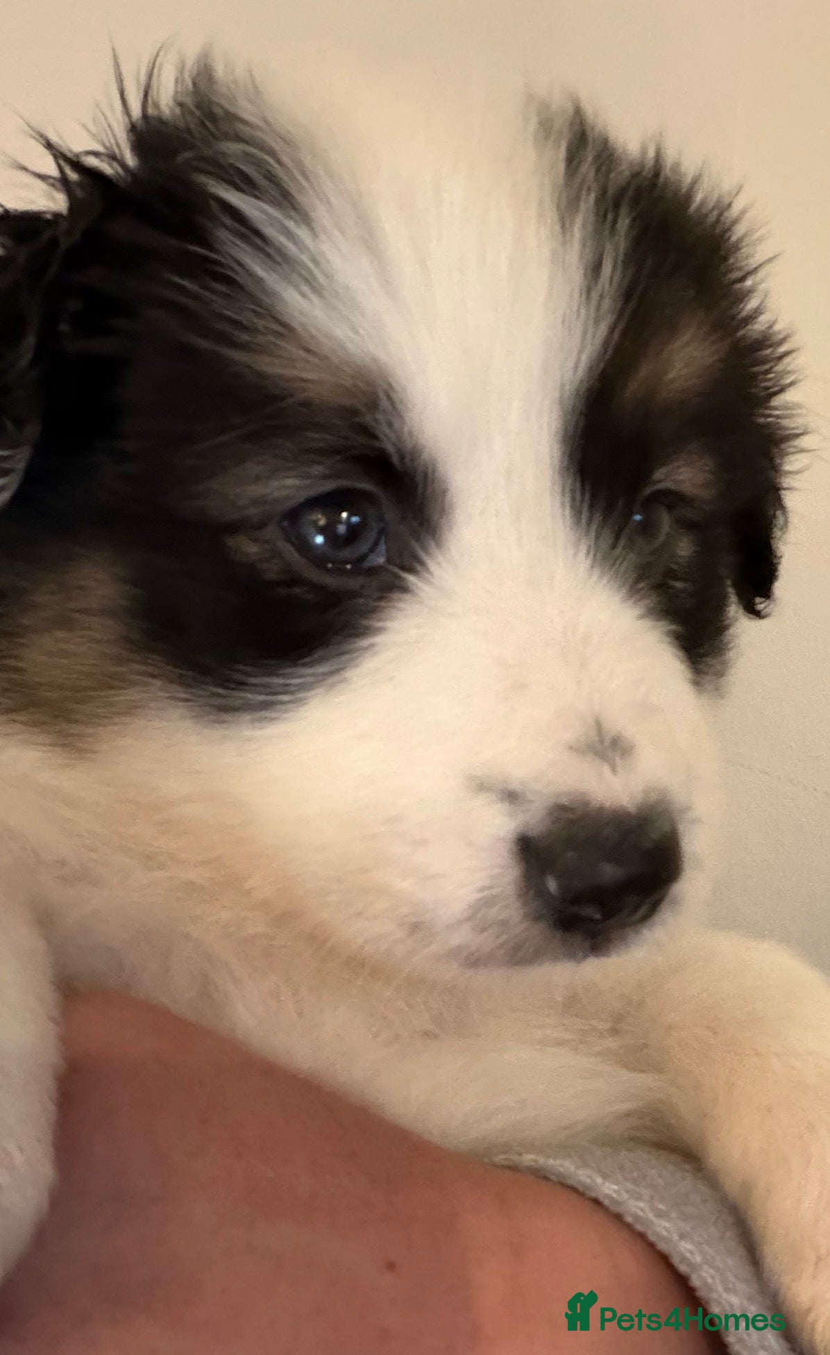 Border Collie dogs Litter of collie pups - Advert 1