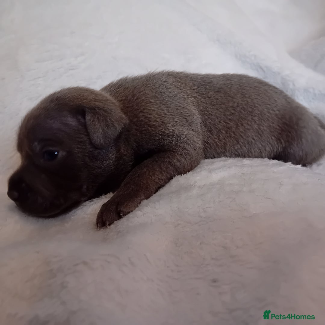 Staffordshire Bull Terrier dogs for sale: Staffordshire bull terrier pups  - Advert 28