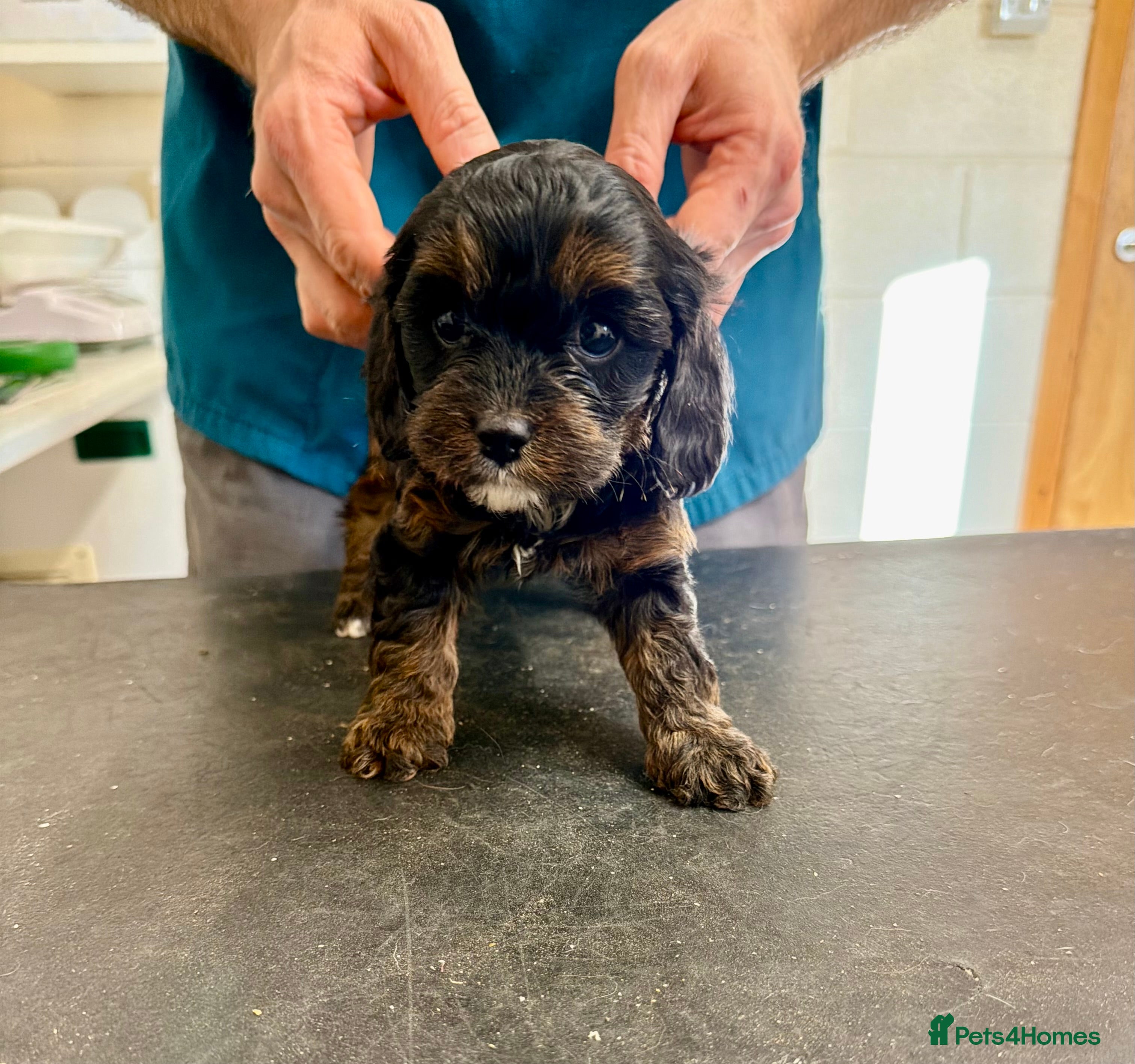 Cavapoo dogs Top quality F1 Cavapoo puppies - Advert 12