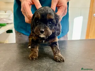 Cavapoo dogs Top quality F1 Cavapoo puppies - Advert 12