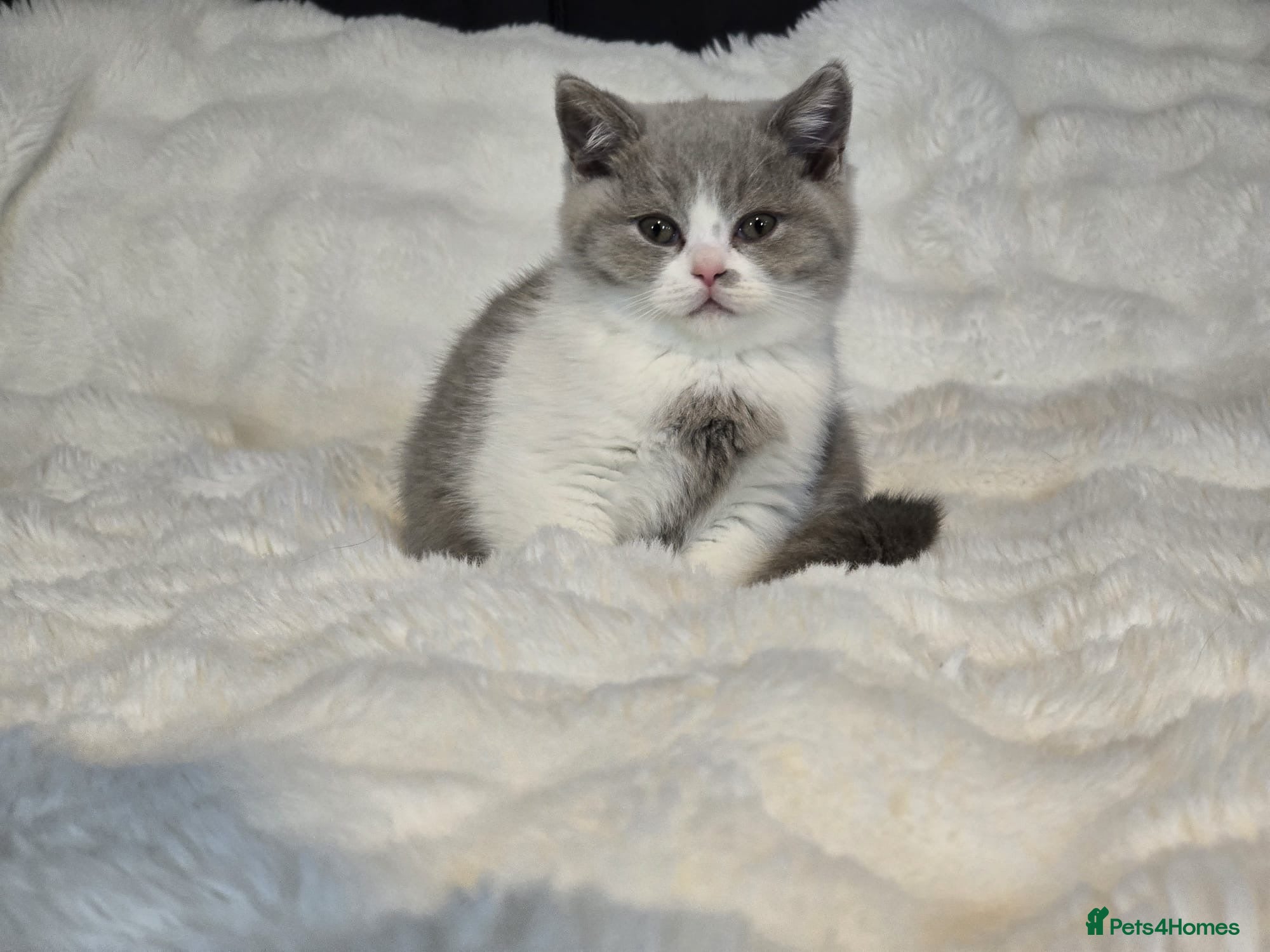 British Shorthair cats Pedigree Registered British Short Hair Kittens - Advert 2