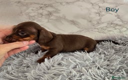 Miniature Dachshund dogs for sale: Stunning miniature dachshund puppies - Image 13