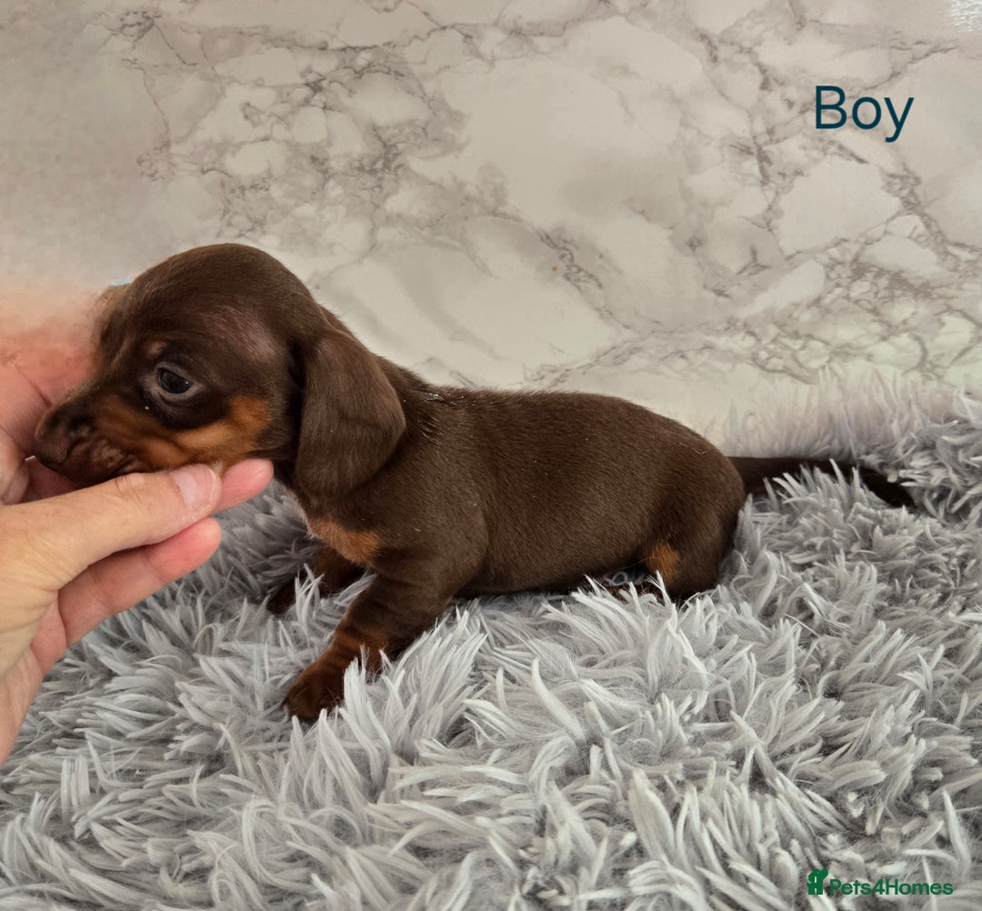 Miniature Dachshund dogs for sale: Stunning miniature dachshund puppies - Image 13