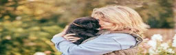 Labradoodle dogs for sale: Ready now! F2 Miniature double doodles - Advert 4