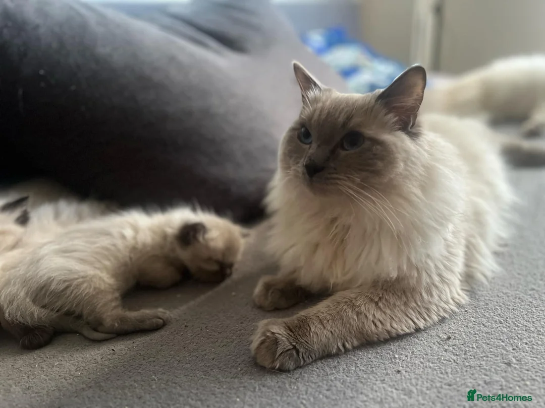 Ragdoll cats for stud: Beautiful pure blue point large  ragdoll stud in Bristol - Advert 4
