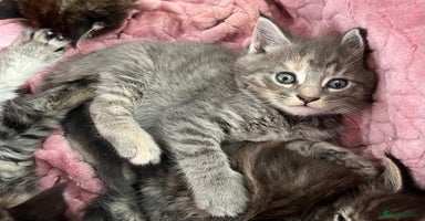 Maine Coon cats - Advert 1