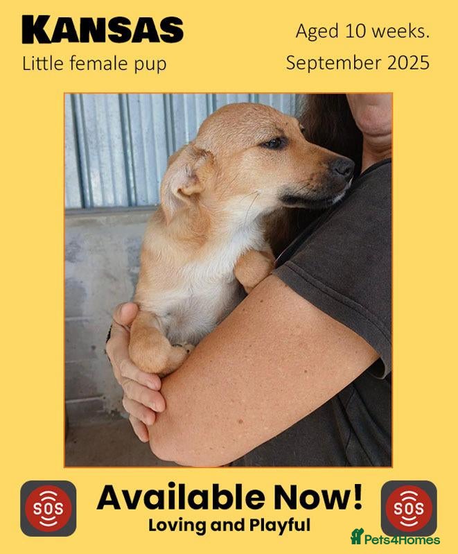 Mixed Breed dogs Kansas, 6 mnths approx. Missing - Advert 1
