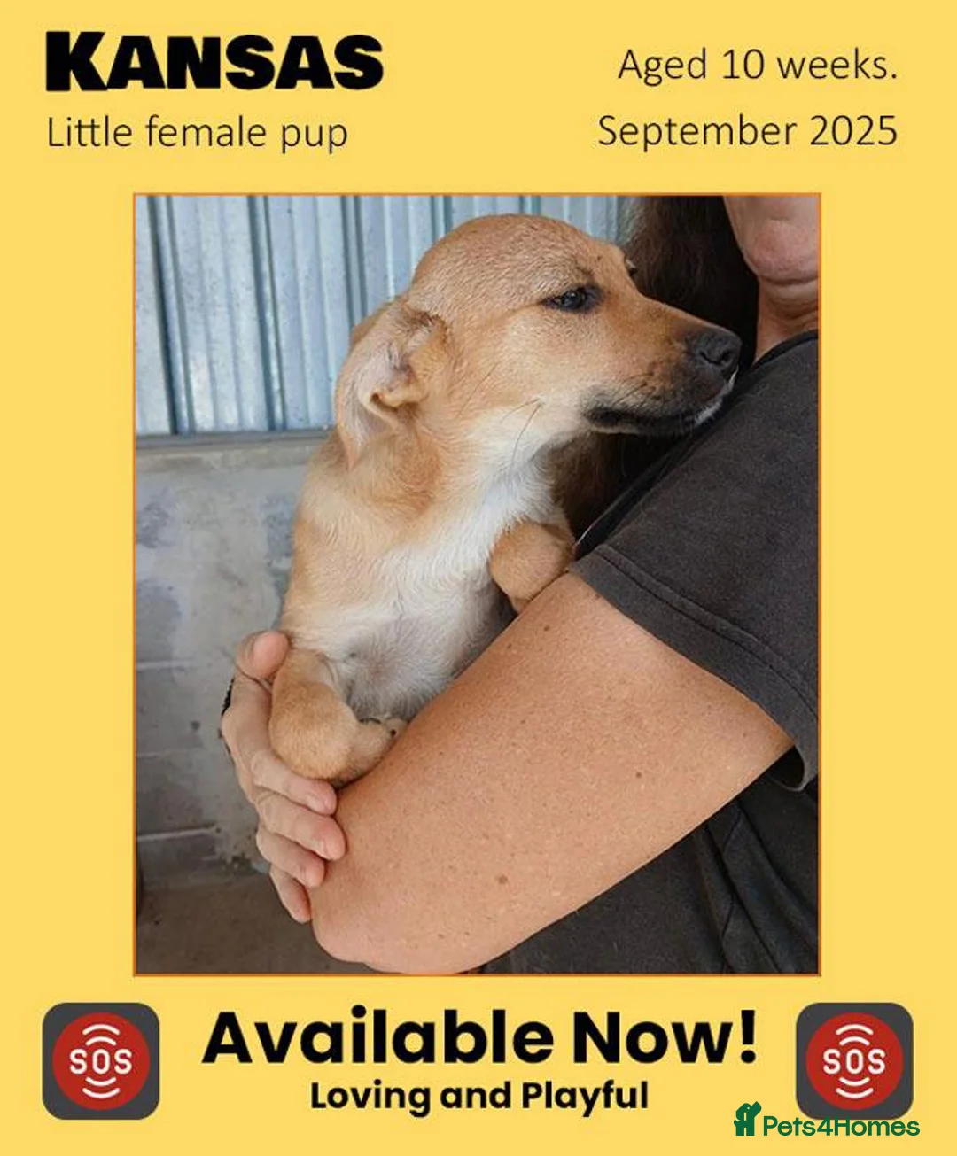 Mixed Breed dogs for adoption: Kansas, 6 mnths approx. Missing - Advert 1