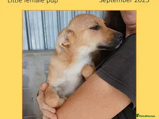 Mixed Breed dogs Kansas, 6 mnths approx. Missing - Advert 1