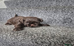 Shih Tzu dogs for sale: Imperial shih tzu puppies - Image 12