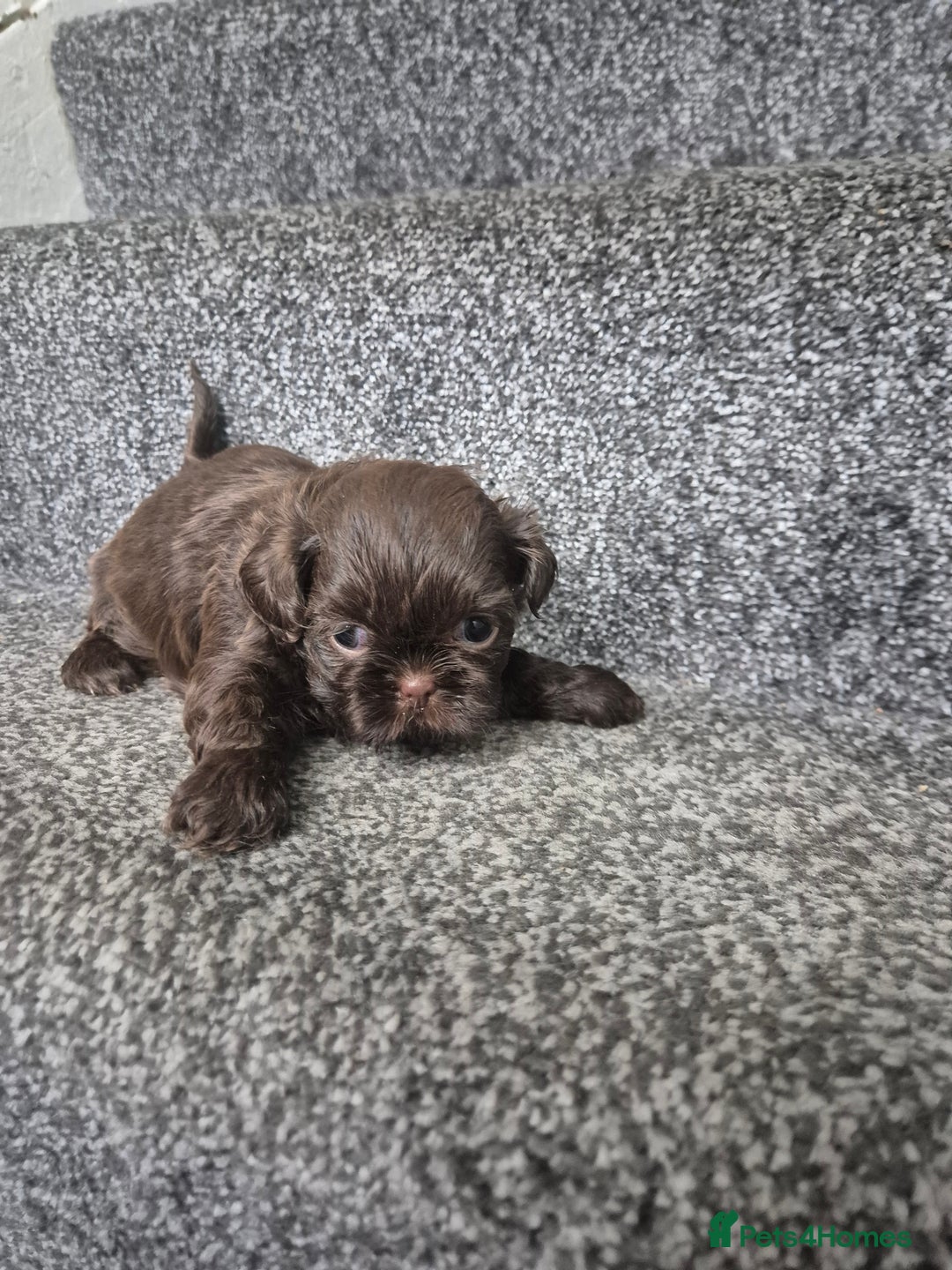 Shih Tzu dogs for sale: Imperial shih tzu puppies - Image 12