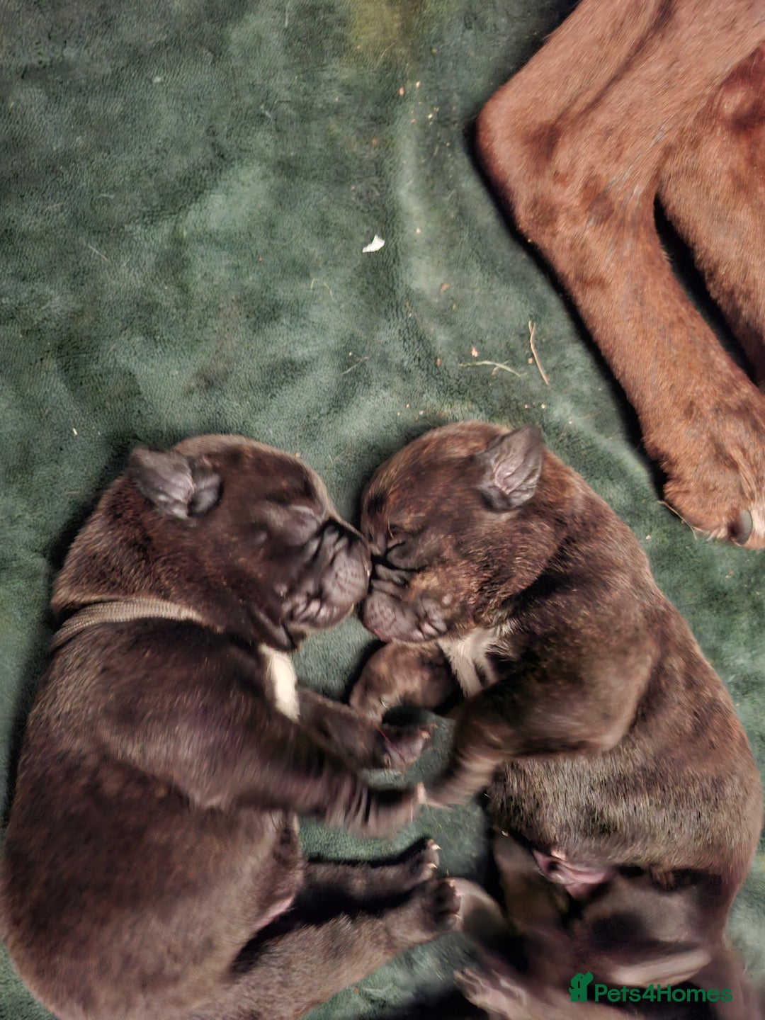 Mixed Breed dogs for sale: Lab/ staffys - Image 12