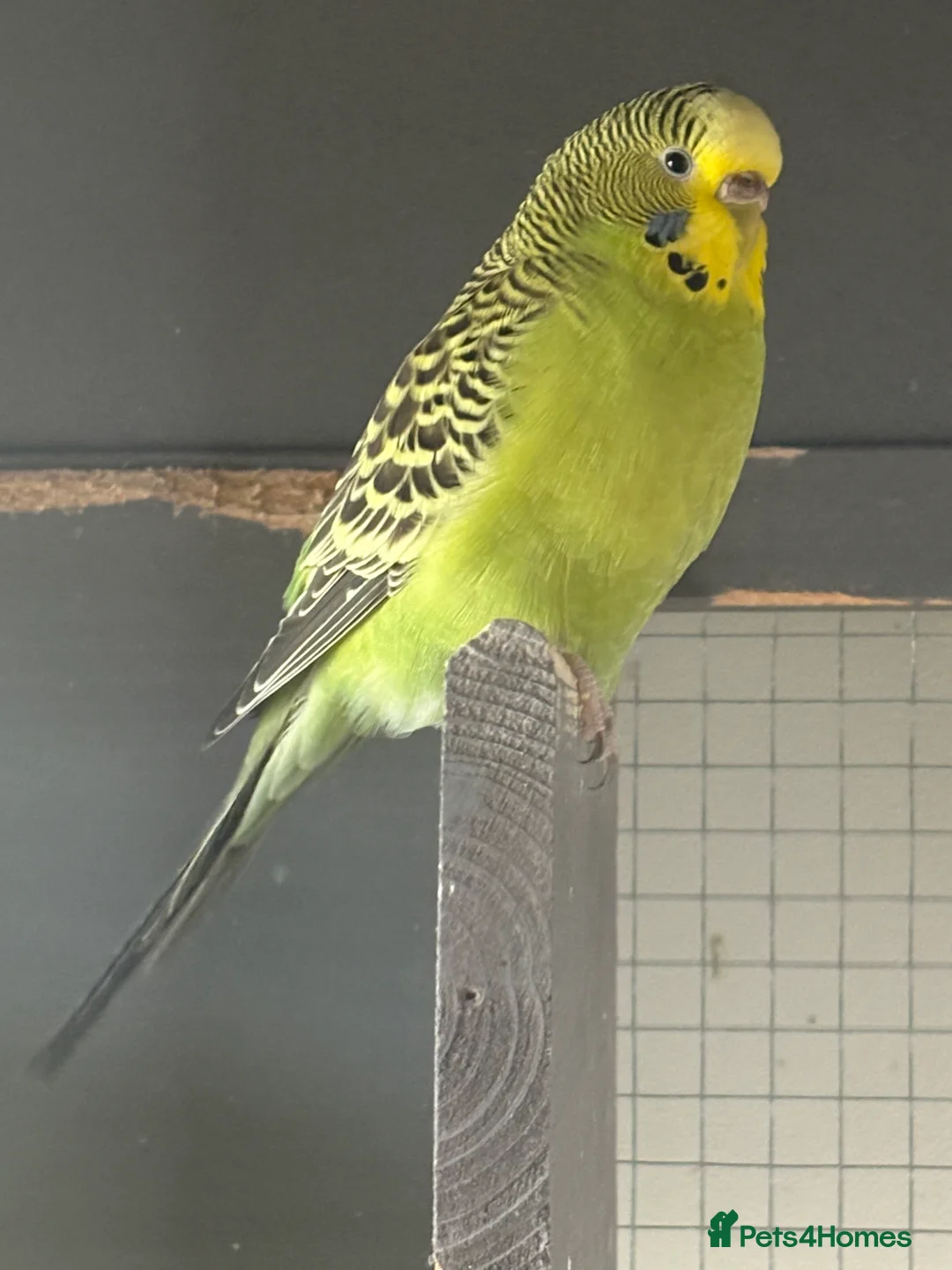 Budgerigars birds for sale: Young Budgies for sale - Advert 19
