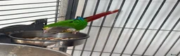 Conures birds for sale: Green Cheek Conure in Manchester - Advert 4