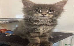 Maine Coon cats for sale: Beautiful Maine coon kittens  - Image 6