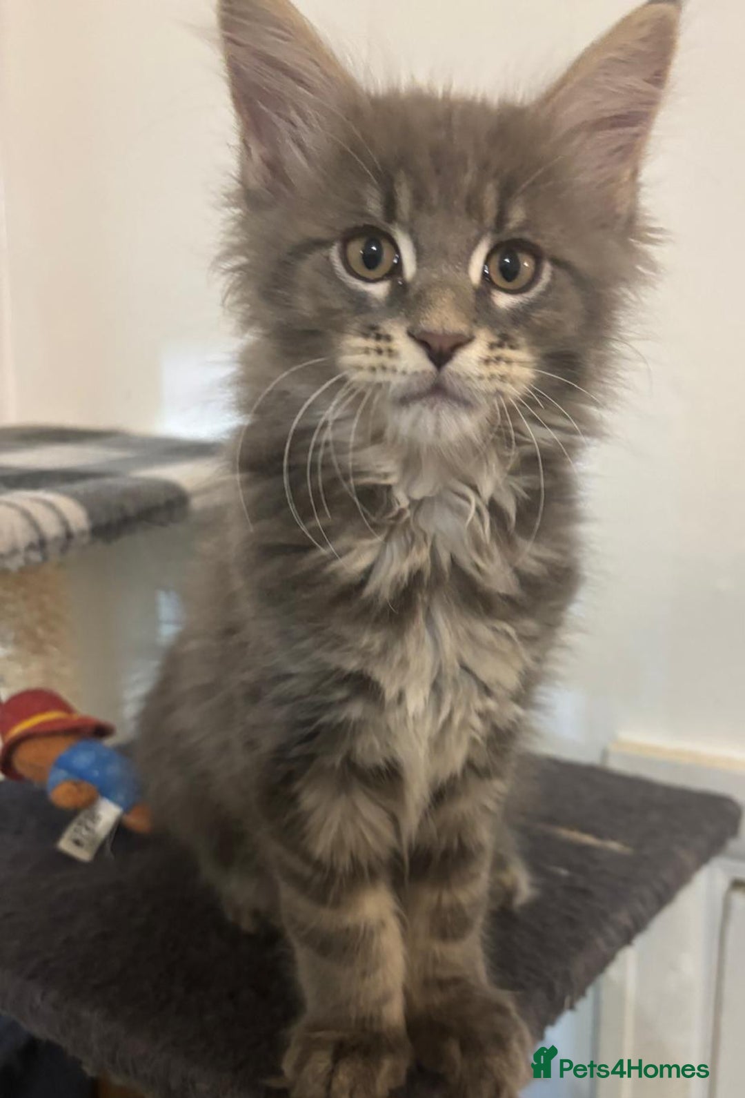 Maine Coon cats for sale: Beautiful Maine coon kittens  - Image 6