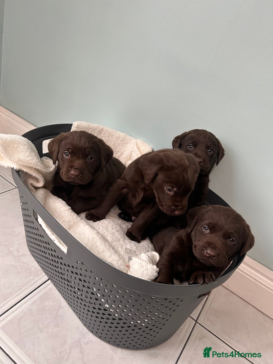 Labrador Retriever dogs for sale: Chunky chocolate Labrador puppies - Advert 6