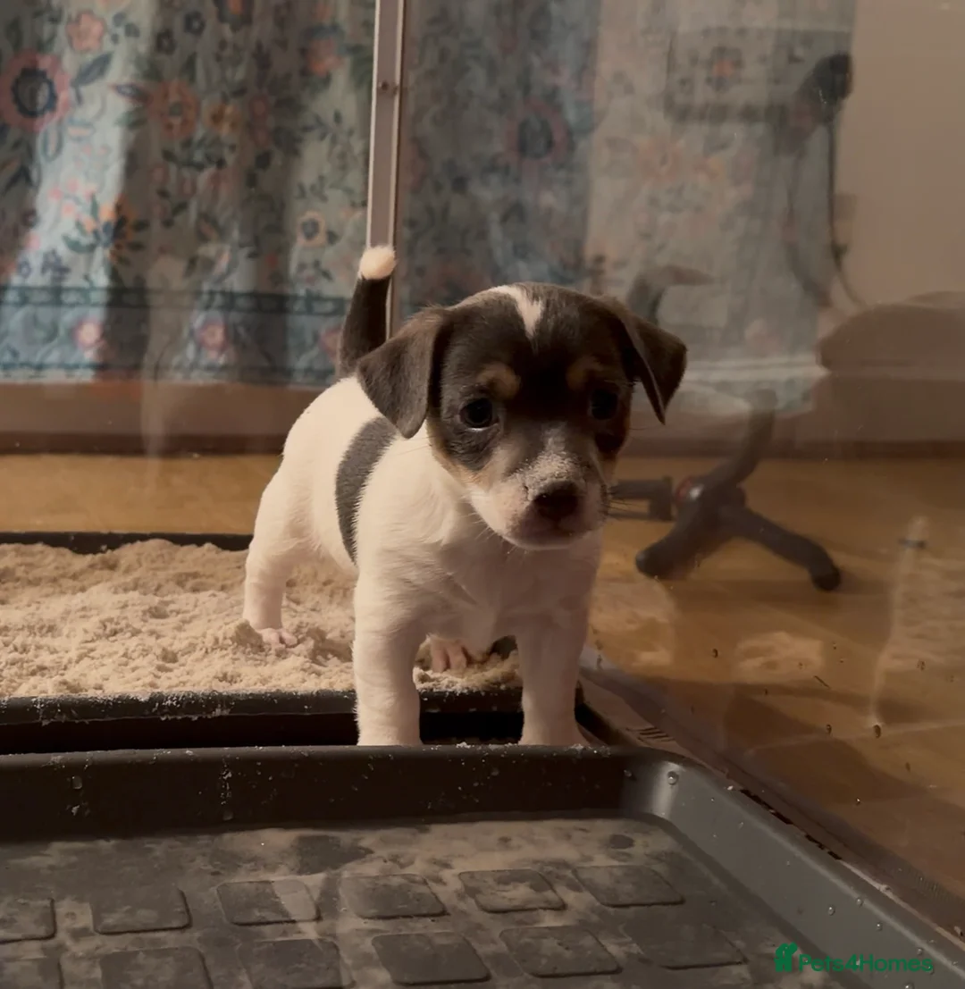 Jack Russell dogs for sale: Perfect Blue and Blue Merle Jack Russell Puppies - Advert 21