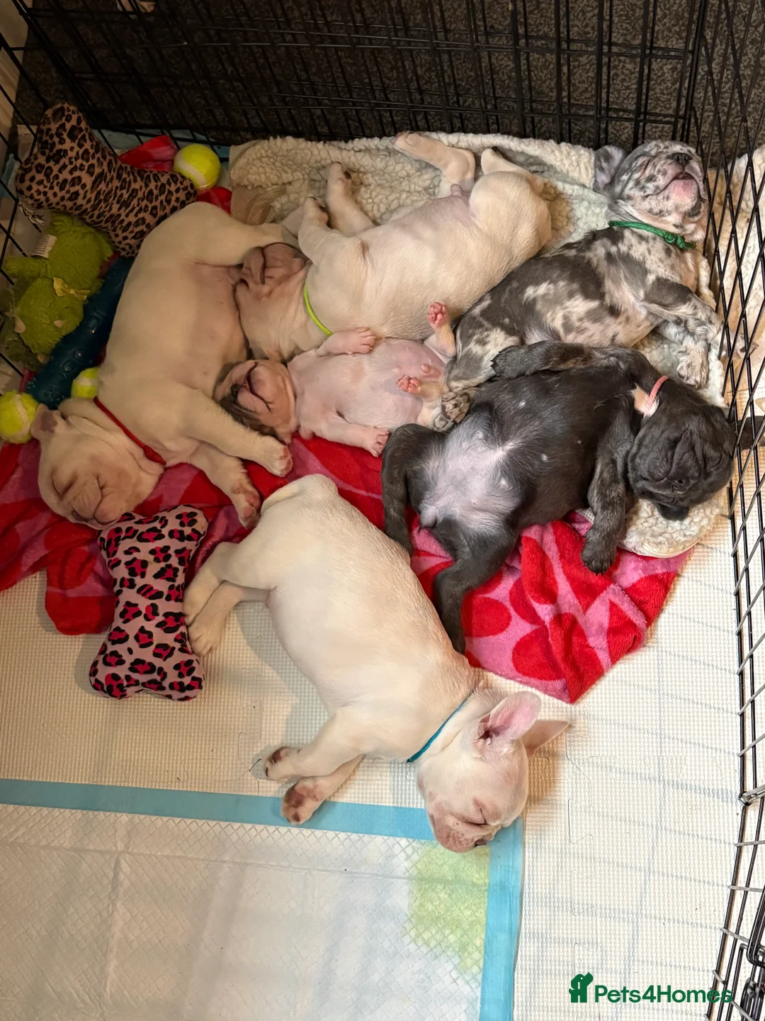 French Bulldog dogs for sale: Last 2 french bulldog pups available  - Advert 11