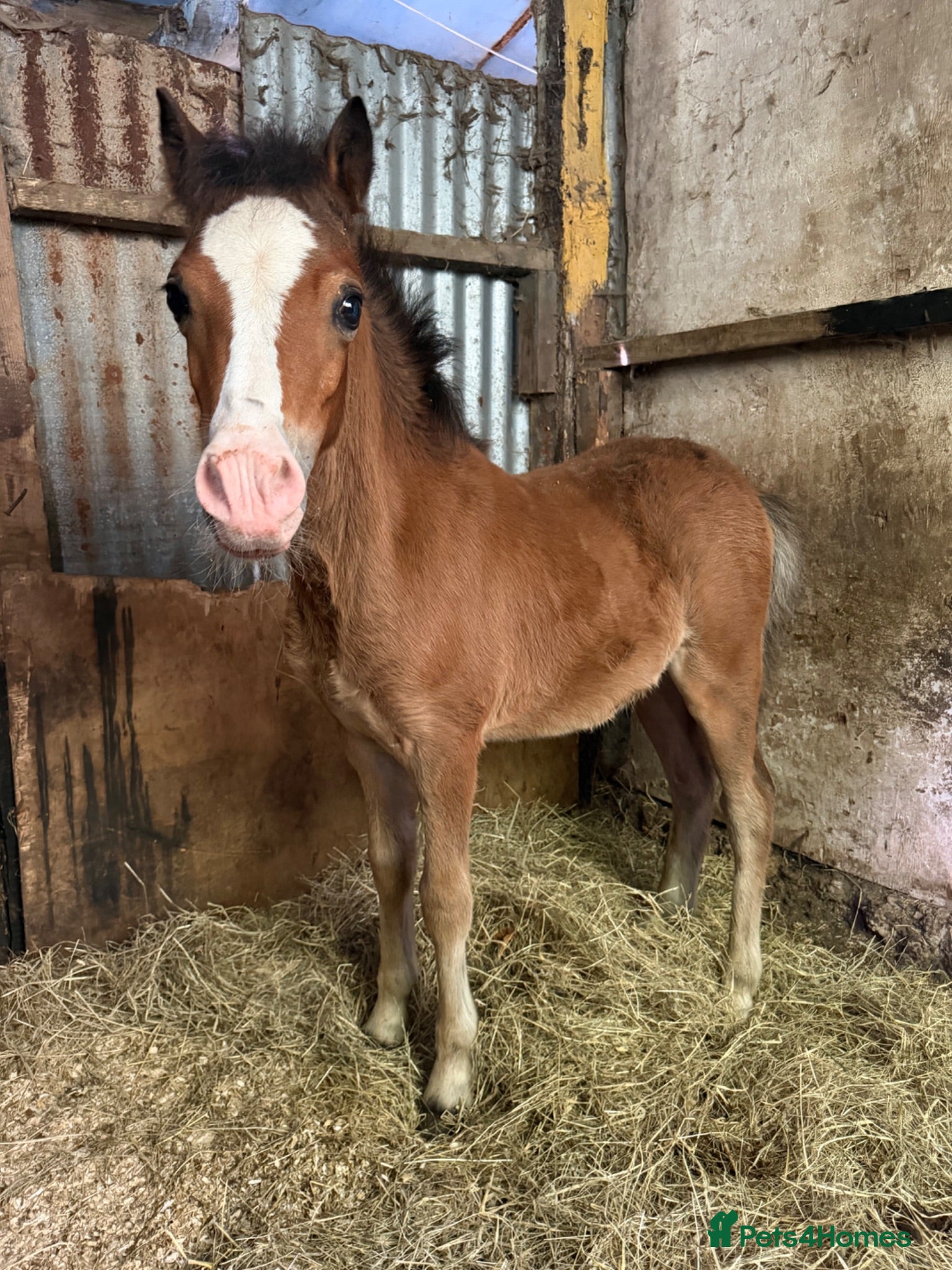 Welsh Section A horses Welsh Section A Foal Colt  - Advert 9