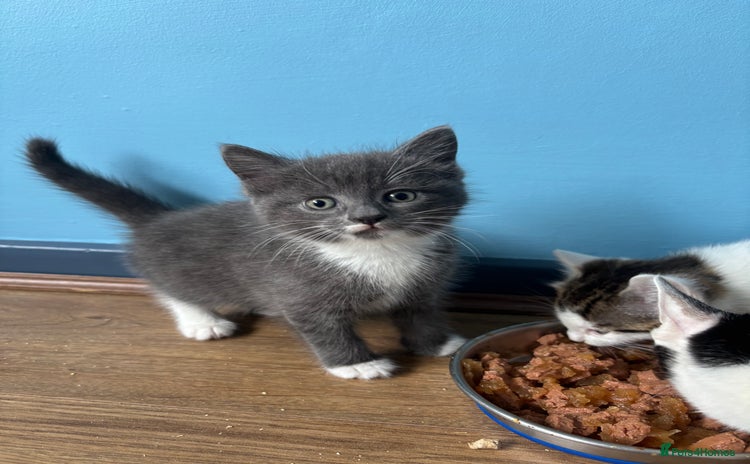 Domestic Shorthair cats - Advert 3