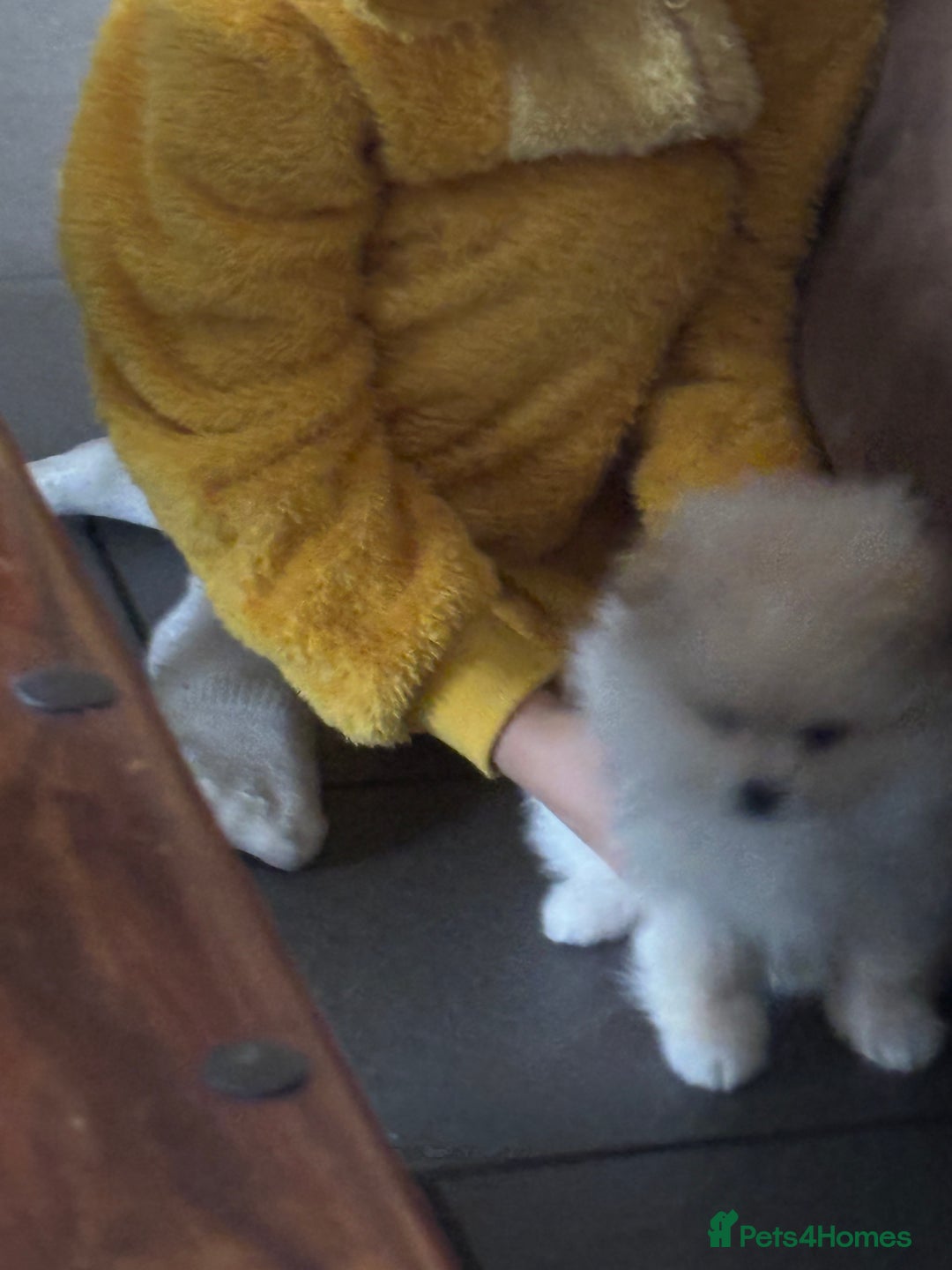Pomeranian dogs for sale:  Pomeranians pups ready to go on 31st dec  - Advert 36