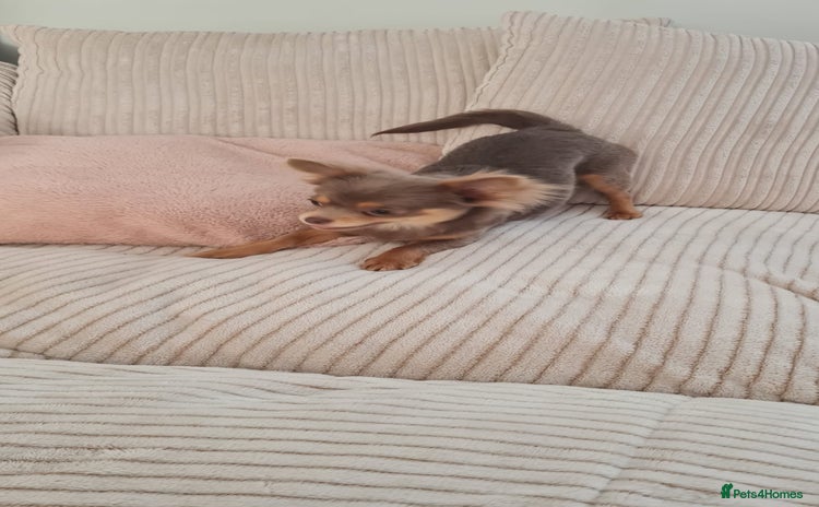 Chihuahua dogs - Advert 10