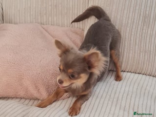 Chihuahua dogs - Advert 23