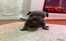 Staffordshire Bull Terrier dogs for sale: 9 Beautiful blue staff puppy’s !  - Image 7