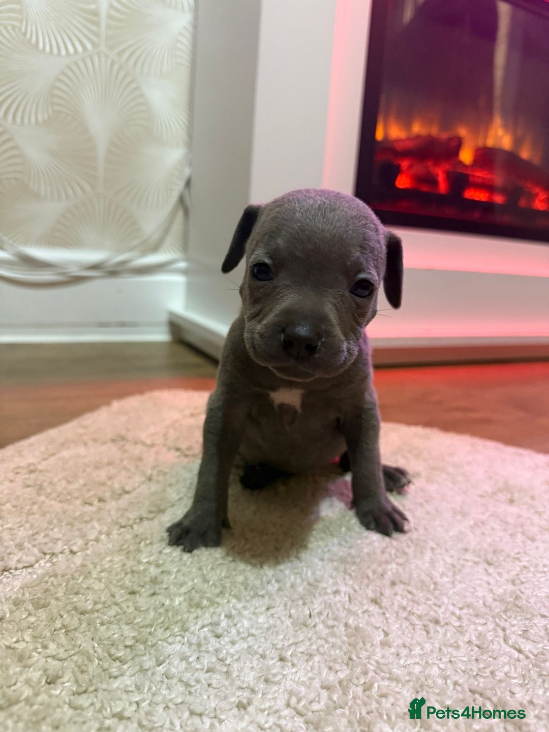 Staffordshire Bull Terrier dogs for sale: 9 Beautiful blue staff puppy’s !  - Image 7