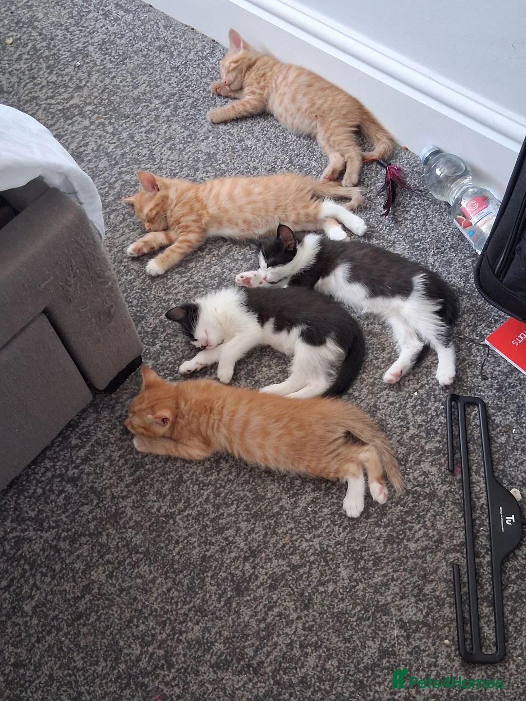 Mixed Breed cats for sale: 5 kittens  in Harlow - Advert 2