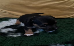 Jack Russell dogs for sale: Stunning Miniature Jack Russell Puppies  - Image 8