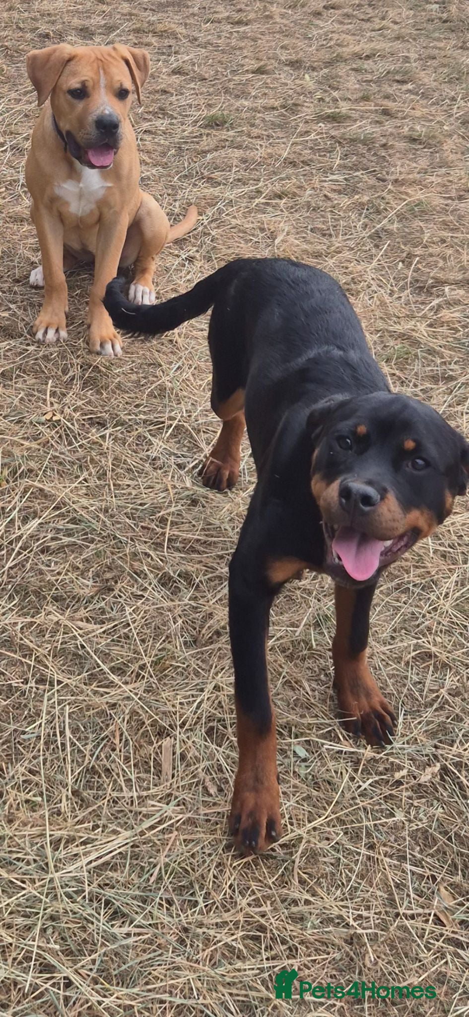 Rottweiler dogs 6 month old female rotty - Advert 6