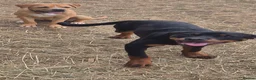 Rottweiler dogs for sale: 6 month old female rotty - Advert 1