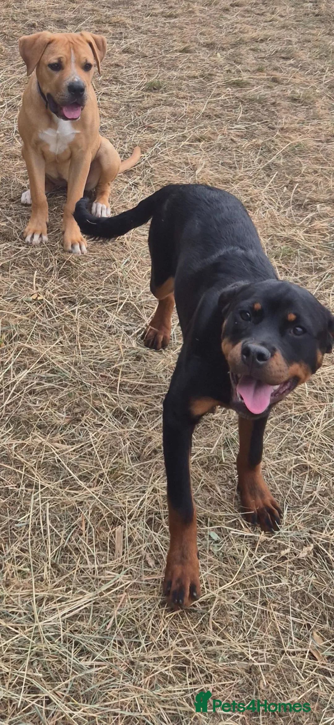 Rottweiler dogs for sale: 6 month old female rotty - Advert 1