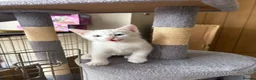 Mixed Breed cats for sale: White kittens  - Advert 8