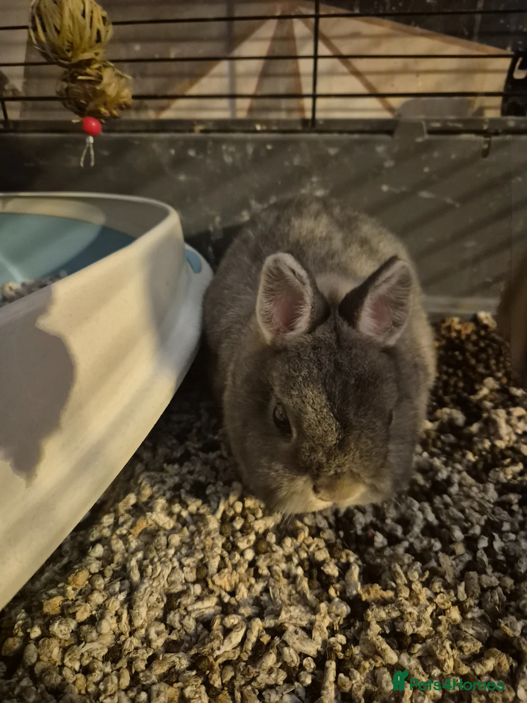 Netherland Dwarf rabbits for sale: Bonded netherland dwarf rabbits with everything  - Advert 1