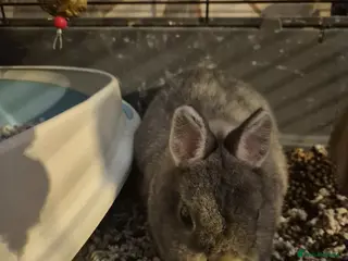 Netherland Dwarf rabbits Bonded netherland dwarf rabbits with everything - Advert 3