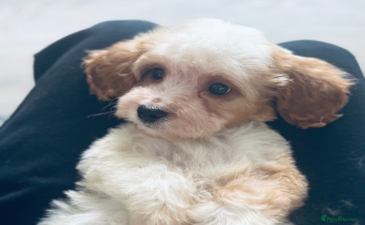 Cavapoo dogs - Advert 1