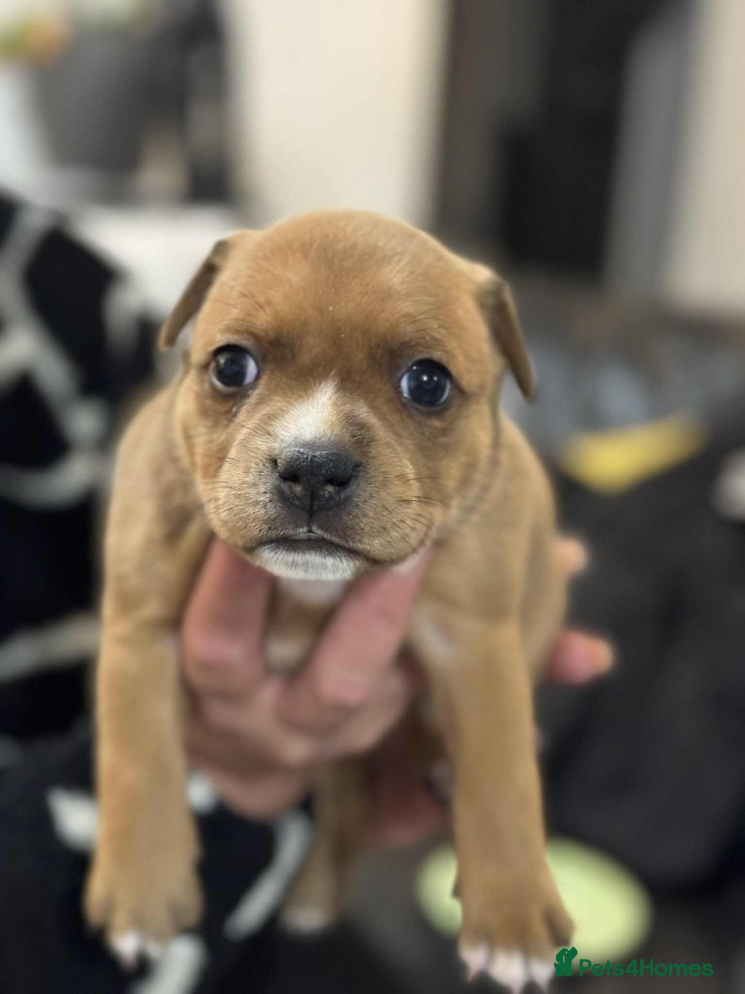 Staffordshire Bull Terrier dogs for sale: Kc registered Staffordshire bull terriers - Advert 3