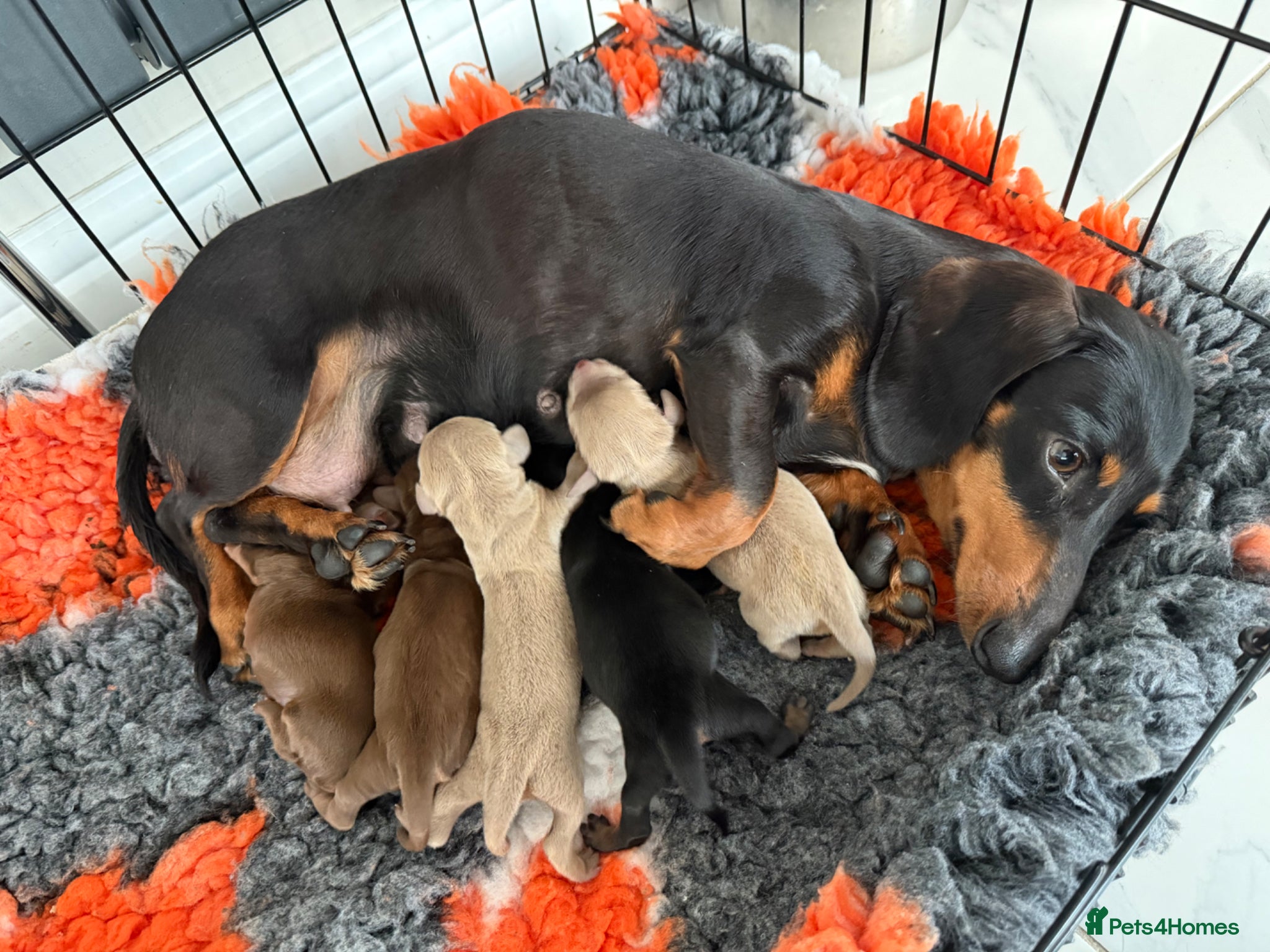 Miniature Dachshund dogs Miniature smooth haired  - Advert 3