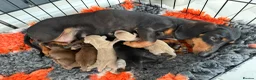 Miniature Dachshund dogs for sale: Miniature smooth haired  - Advert 1