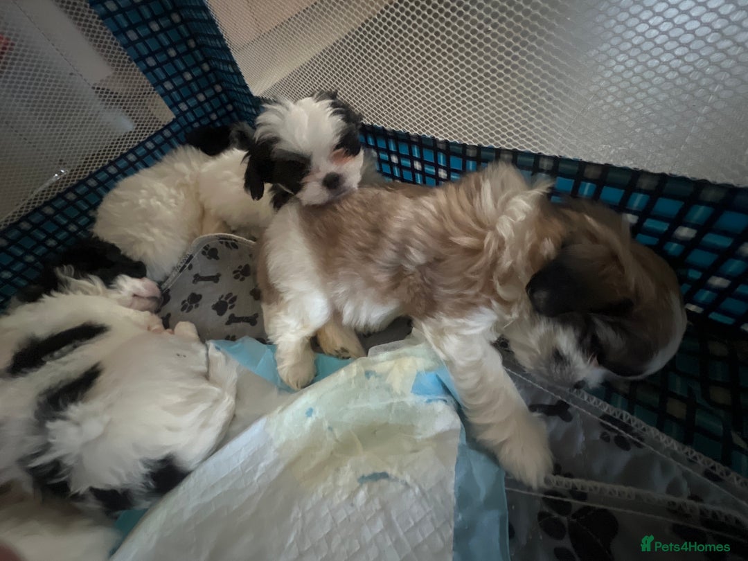 Mixed Breed dogs for sale: Beautiful bishon cross Japanese chin - Advert 2